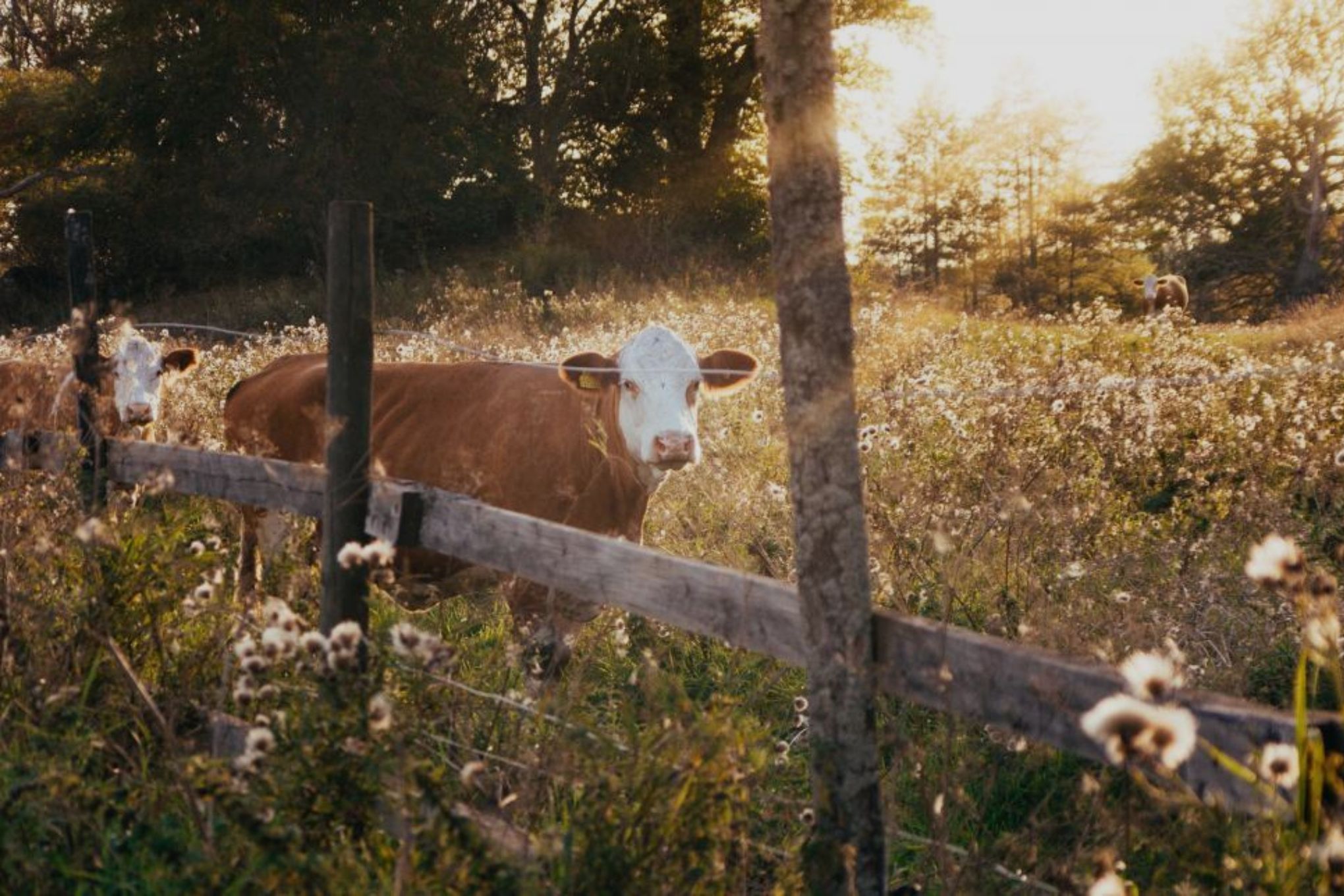 Ethical Dairy Products